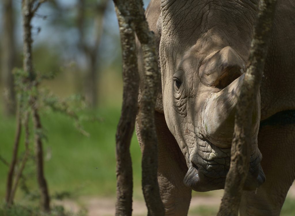 Muere Sudan, el último macho de rinoceronte blanco del mundo