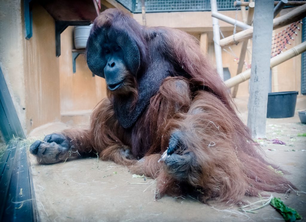 Orangután fumador crea polémica en Indonesia