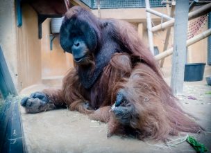Orangután fumador crea polémica en Indonesia