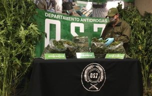 PDI Quintero incauta más de 1000 unidades de cannabis en plantación clandestina