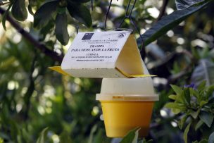 SAG declaró a la comuna de Las Condes como libre de la mosca de la fruta