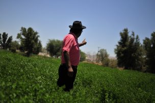 Gobierno entrega apoyo económico a los agricultores de Vicuña a través de Indap