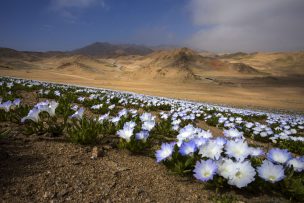 Diputado Mulet pide postular al desierto florido como Patrimonio Natural de la Humanidad