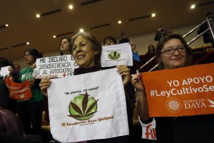 Cámara aprobó uso medicinal de la cannabis y proyecto pasó al Senado