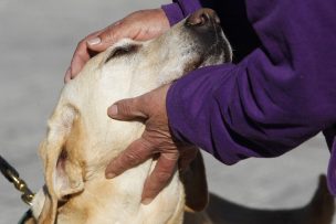 Ley Cholito: Condena de 541 días para hombre acusado de dar muerte a mascota