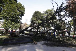 Árbol de grandes dimensiones cayó en plena plaza viñamarina