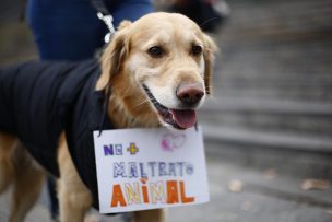 [FOTOS] Mascotas marchan en contra del maltrato animal