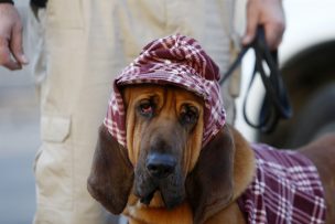 Ley Cholito: Corte anuló reglamento de edificio de Vitacura que prohíbe mascotas