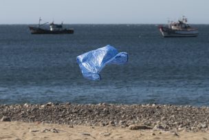 Ballena muere después de tragarse 80 bolsas de plástico