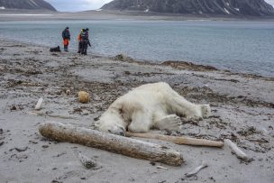 Matan en Noruega a un oso polar que atacó a un guía turístico