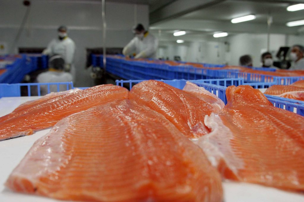 Marine Harvest suma 2 millones de salmones fugados en las aguas del sur