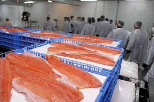 Interponen denuncia contra salmonera por deficiencias en infraestructura