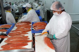 Tribunal autorizó detención de funcionamiento de Centro de Engorda de Salmones