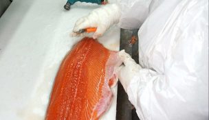 Salmonera Marine Harvest pagará $7 mil por cada ejemplar recapturado