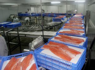 Recuperan 5,7% de los 690 mil salmones fugados en Calbuco