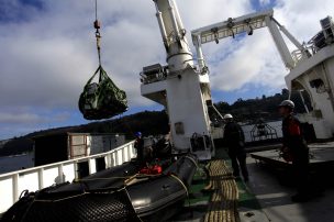 Analizarán causas y consecuencias de masivo escape de salmones en Chiloé