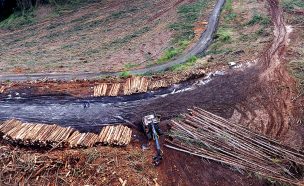 8 mil empleos generará nuevo proyecto forestal en Arauco