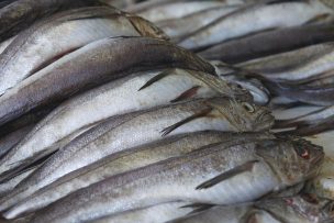 Desbaratan banda cuando robaba 8 mil kilos de pescado en Talcahuano