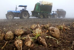 Gremios agrícolas critican que planta de Iansa en Linares no compre remolacha