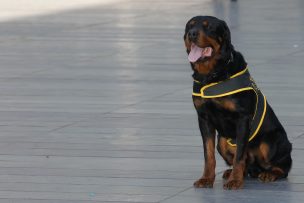 “Ley Cholito”: Establecen 9 razas de perros “potencialmente peligrosas”