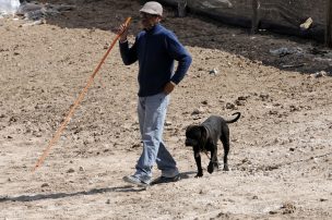 Niño de 4 años es mordido por perro Pitbull en la comuna de Quinta Normal