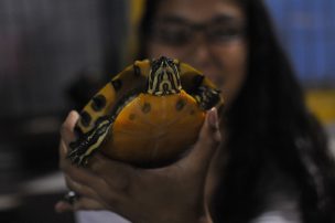 Piden ayuda a EE.UU. por muerte de 83 tortugas negras en Arica