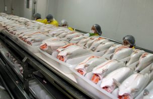 Salmoneras deberán informar sobre cantidad de antibióticos utilizados