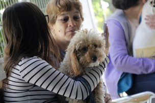 Reglamento de “Ley Cholito” dispone severas exigencias para perros peligrosos