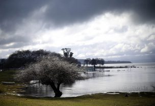 Paralizan obra de constructora por contaminación de Lago Villarrica