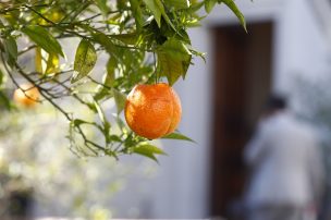 Frutas de Chile adelanta 