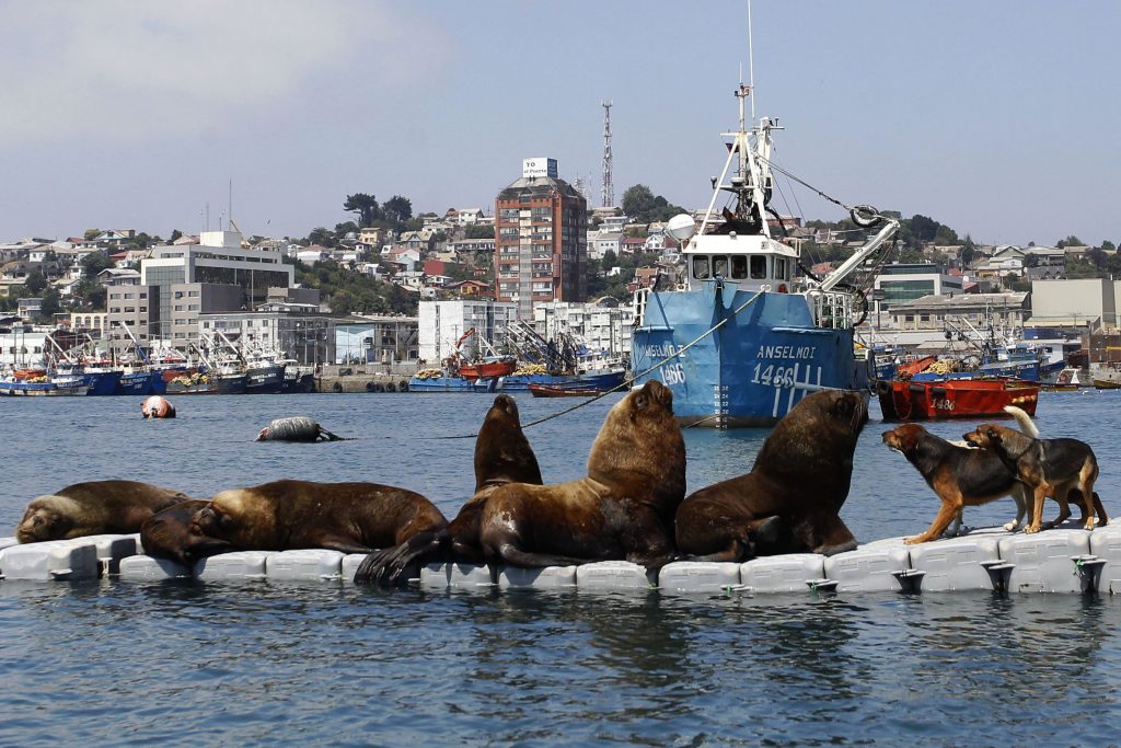 Condenan a trabajadores de empresa de piscicultura por golpiza a lobo marino