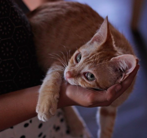 Gatofest: la feria más esperada por los amantes de los felinos