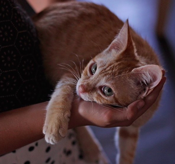 Gatofest: la feria más esperada por los amantes de los felinos