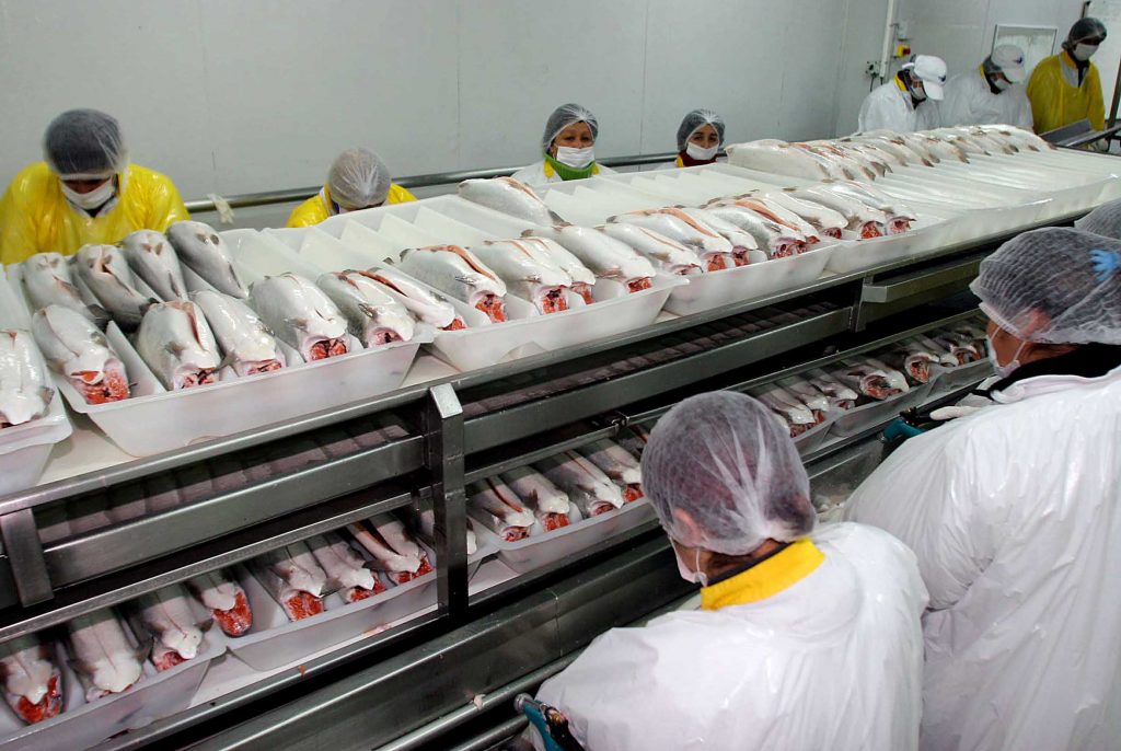 Marine Harvest afirma que recapturó el 27,23% de los 690 mil salmones fugados