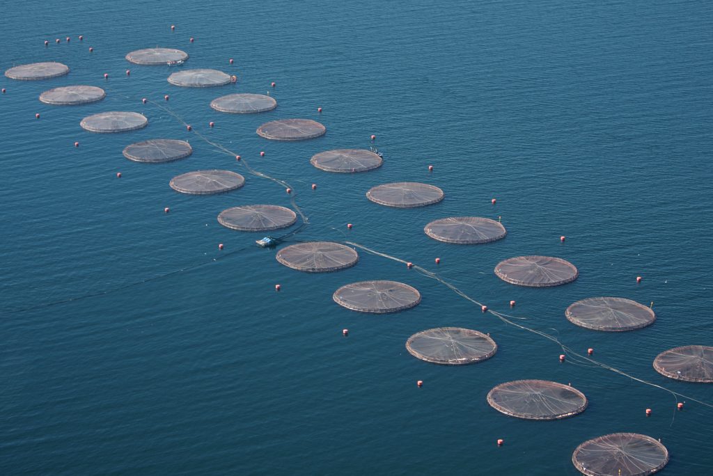 INDH presenta recurso de protección por barco hundido con salmones descompuestos