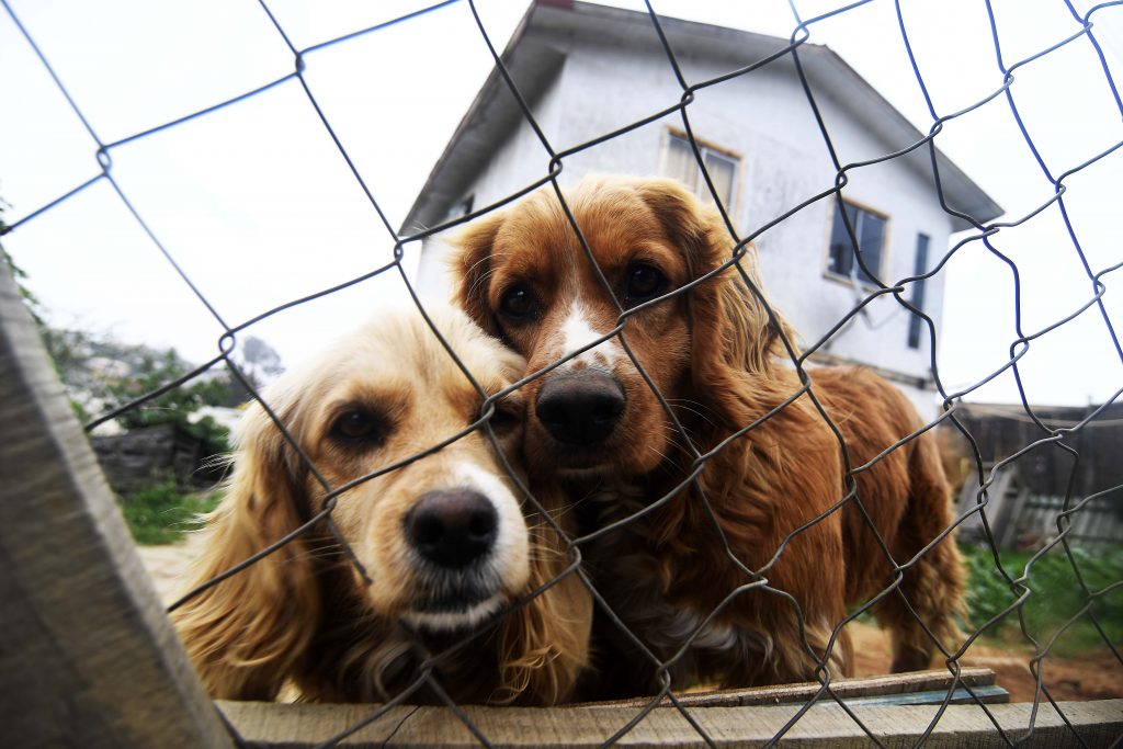 En Chile hay más de 65 mil mascotas inscritas desde marzo a la fecha
