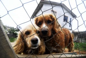 En Chile hay más de 65 mil mascotas inscritas desde marzo a la fecha