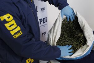 PDI de La Calera incautó 127 mil dosis de cannabis destinadas a Fiestas Patrias