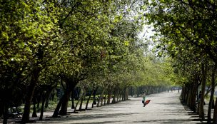 Ley Arbolito: Gobierno busca prohibir plantar plátanos orientales en la ciudad