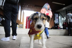 Proyecto buscará poner fin a prohibición de mascotas en condominios y edificios