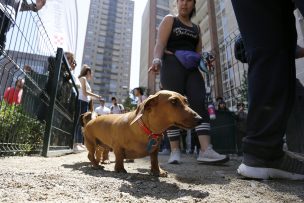 Municipalidad de Santiago inauguró su primera zona recreativa para perros