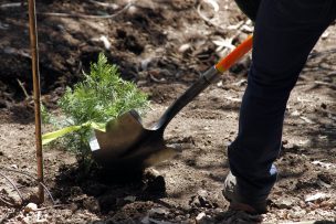 La reforestación podría acabar con el cambio climático