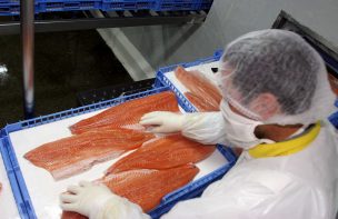 Marine Harvest cambiará de nombre tras crisis de la fuga masiva de salmones