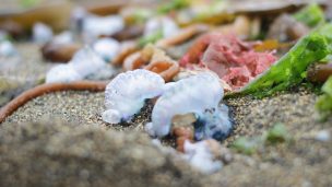 Seremi Salud de Valparaíso autoriza el baño en dos playas de Rapa Nui