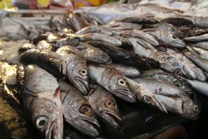 Sernapesca decomisó 2 toneladas de pescado valorado en $6.8 millones de pesos