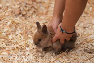 Cosméticos Cruelty Free y poca huella de carbono