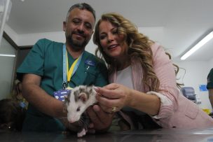 Maipú inauguró primera clínica veterinaria con procedimientos gratuitos de Chile