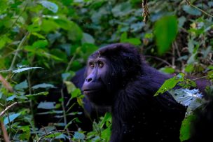 Las poblaciones de ballenas y de gorilas de montaña aumentaron