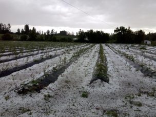 Exportadores de frutas estiman pérdidas de entre 120 y 150 millones de dólares tras frente de mal tiempo en zona centro sur