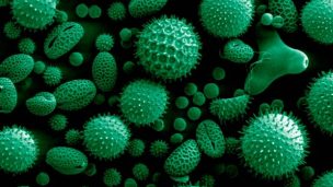 Las entrañas de la Tierra están repletas de vida